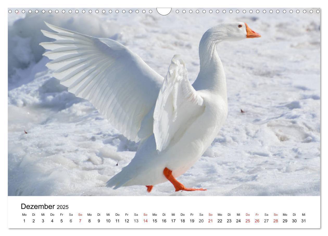 Bild: 9783435316380 | Gänse. Von wegen dumme Gans! (Wandkalender 2025 DIN A3 quer),...