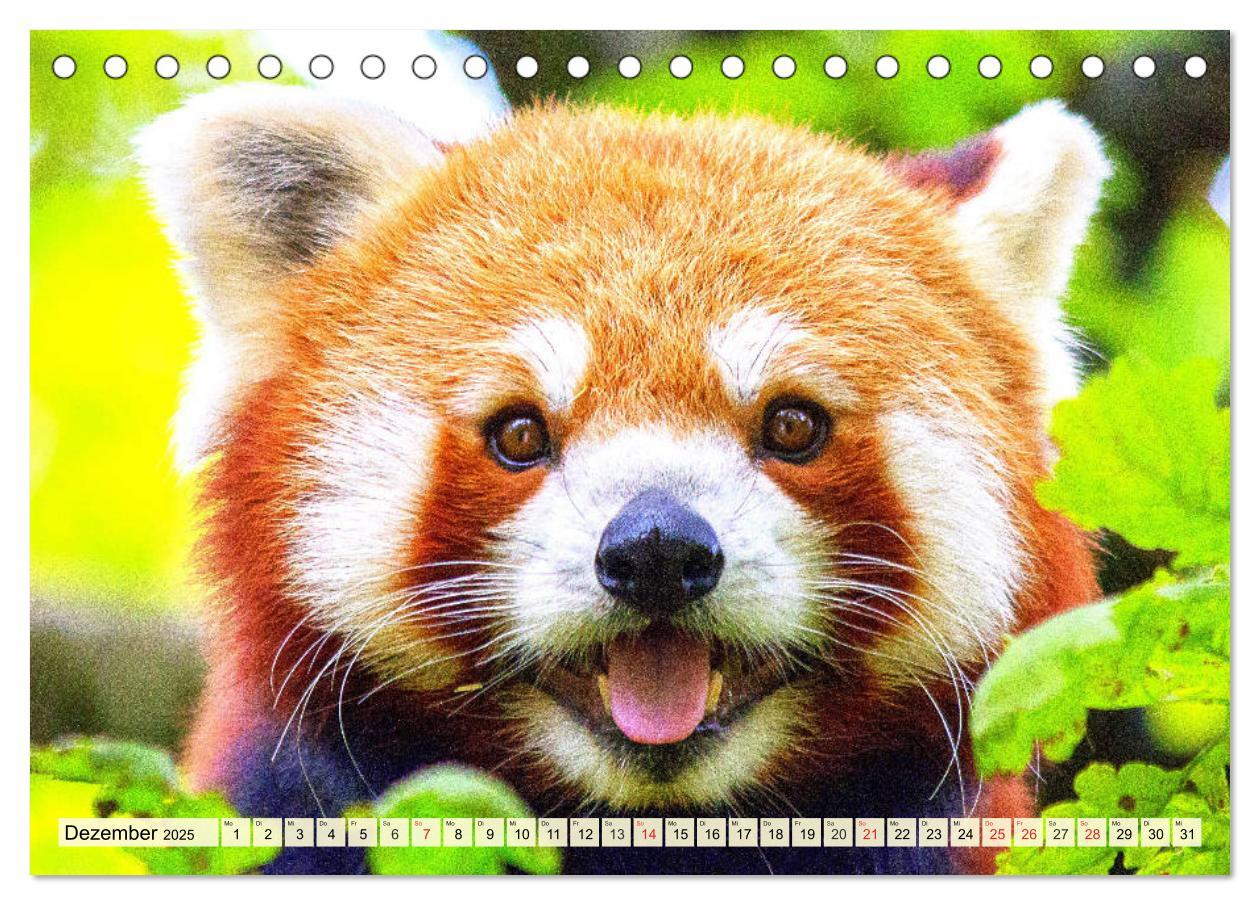 Bild: 9783435177394 | Roter Panda. Die superknuddeligen Katzenbären (Tischkalender 2025...