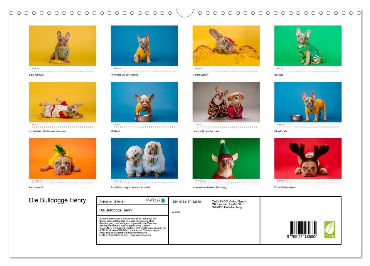 Bild: 9783457182680 | Die Bulldogge Henry (Wandkalender 2025 DIN A3 quer), CALVENDO...