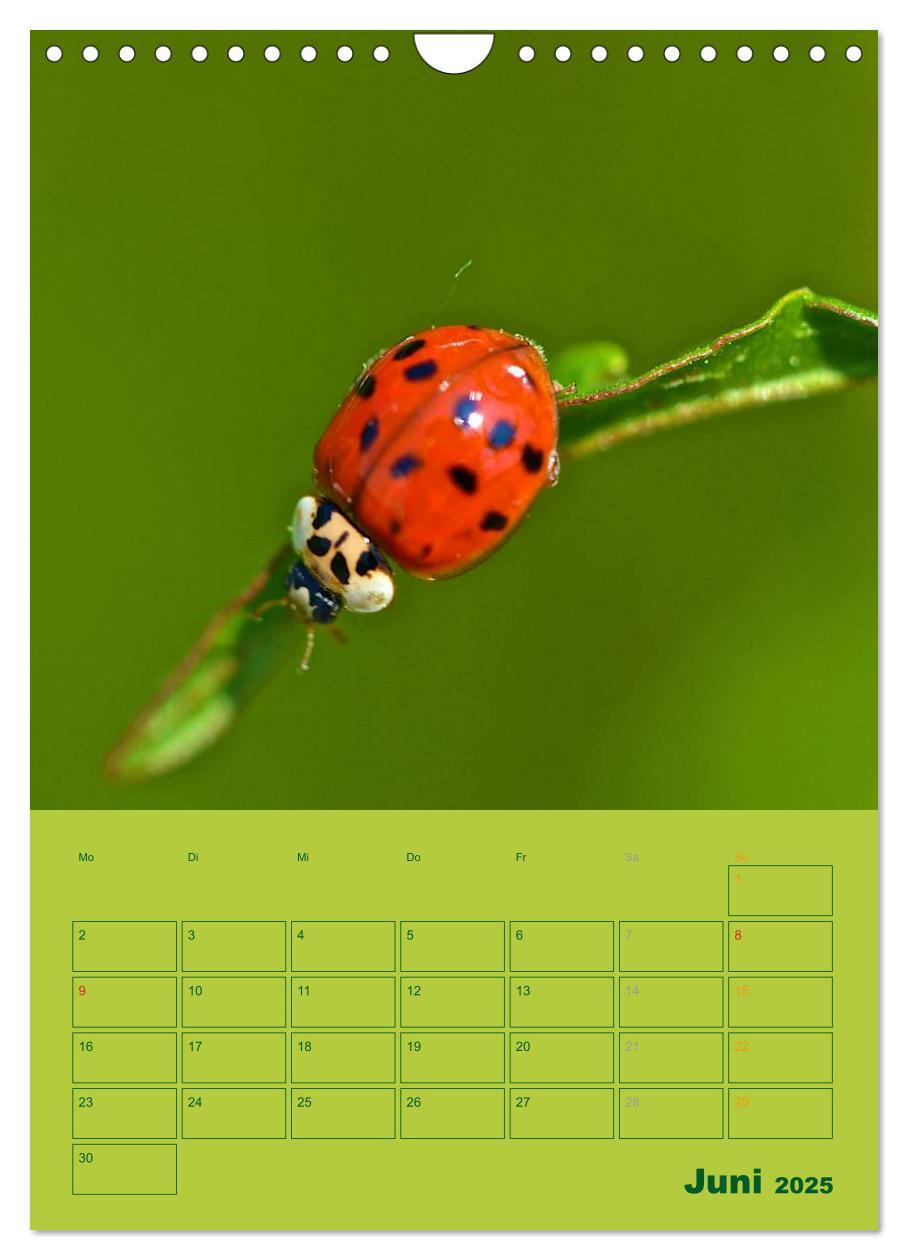 Bild: 9783457055540 | Wald- und Wiesenkalender 2025 Planer (Wandkalender 2025 DIN A4...