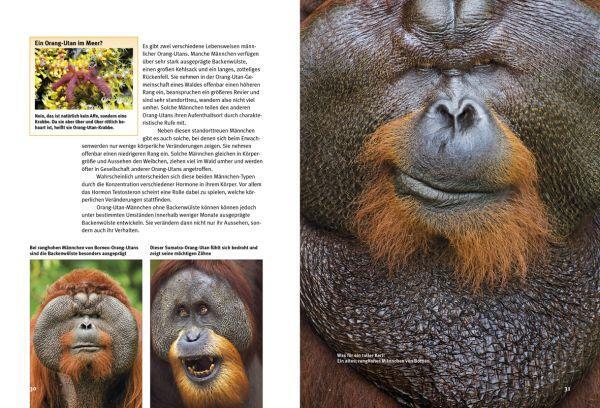 Bild: 9783866593084 | Entdecke die Menschenaffen | Gorilla, Orang-Utan und Co | Buch | 56 S.