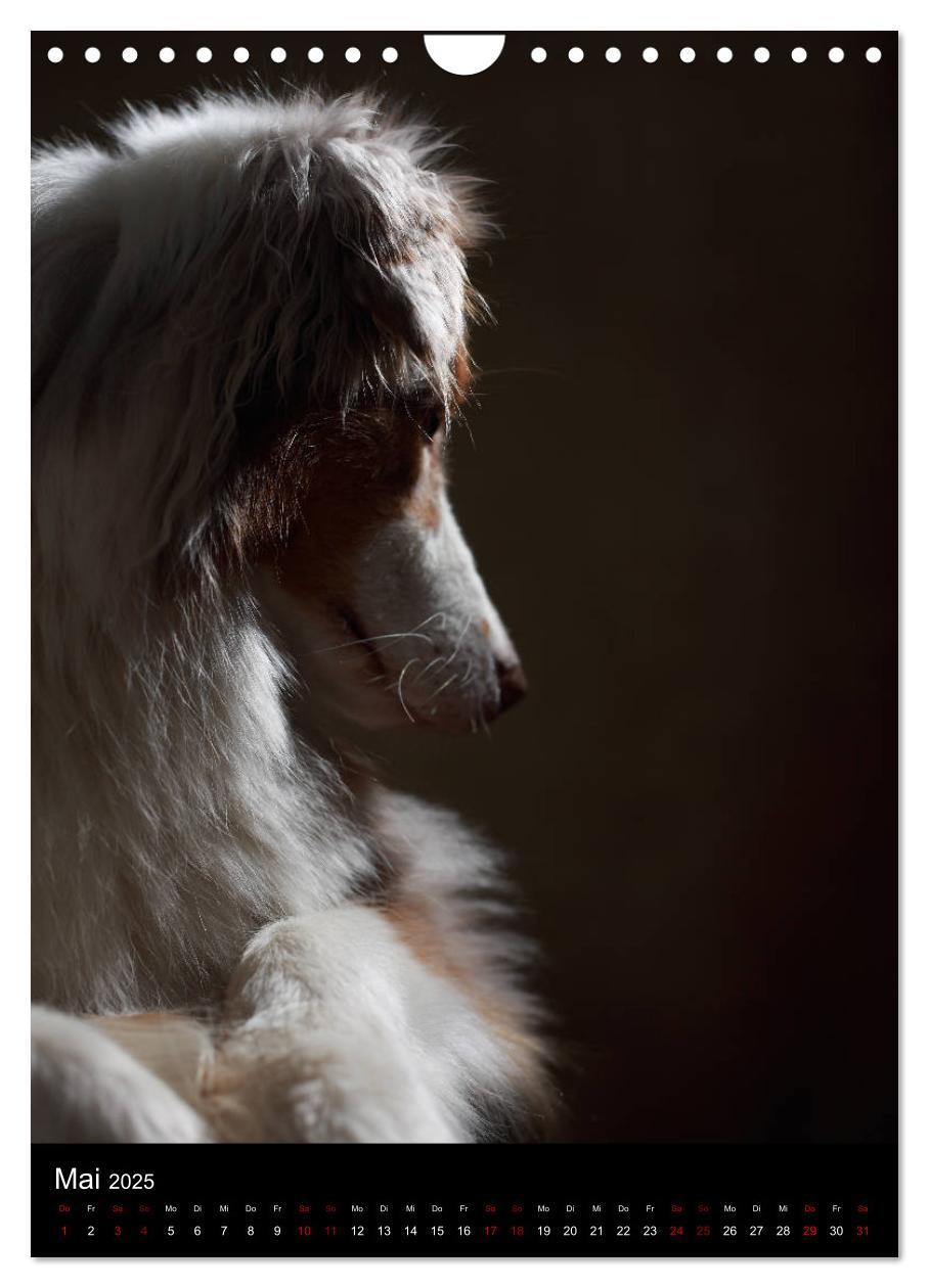 Bild: 9783435998777 | Stille Momente - Die sensible Seite der Hunde (Wandkalender 2025...