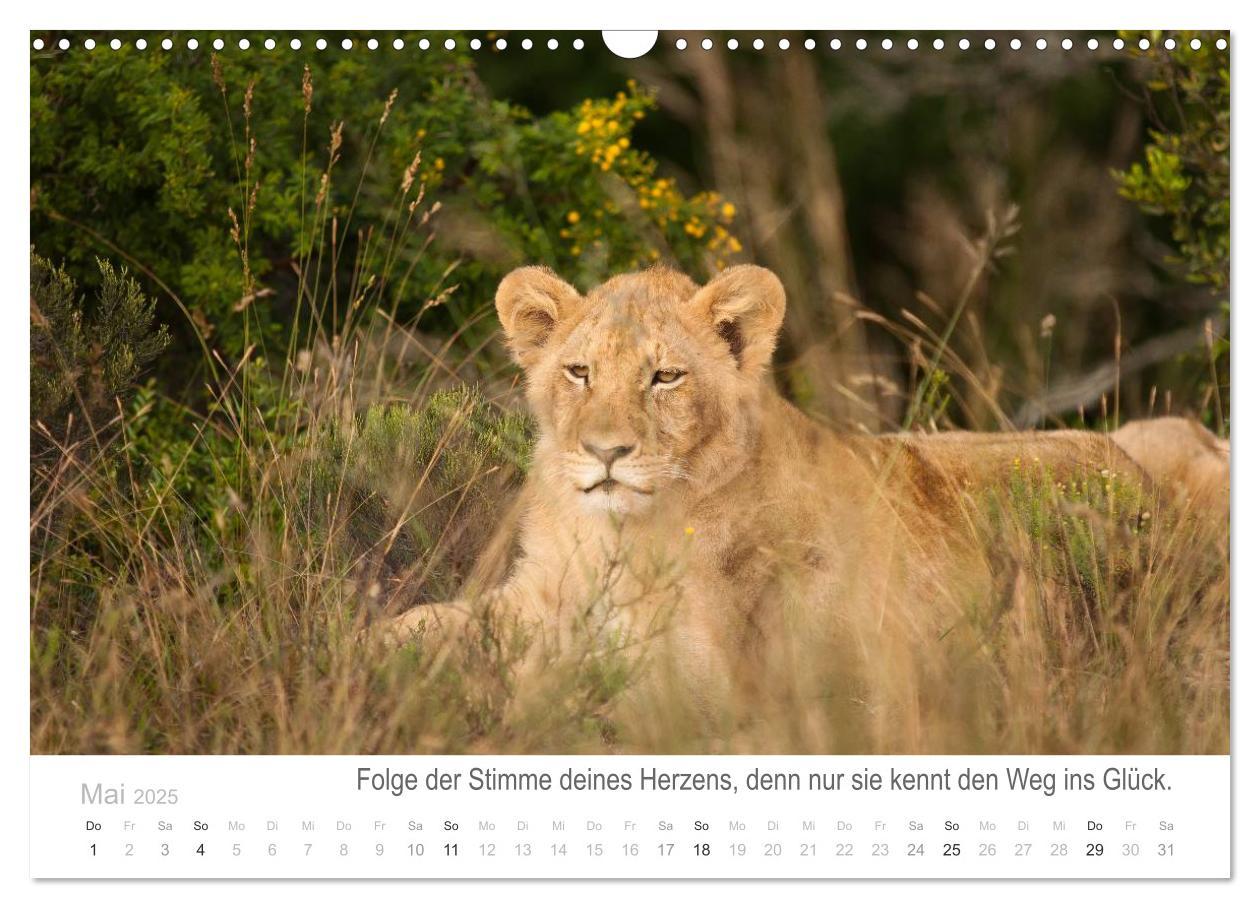 Bild: 9783435819065 | Tierische Glücksmomente mit Weisheiten (Wandkalender 2025 DIN A3...