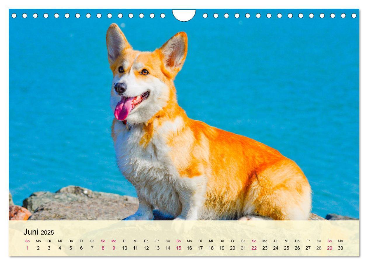 Bild: 9783435020119 | Welsh Corgi. Zauberhafter Dickkopf auf kurzen Beinen (Wandkalender...