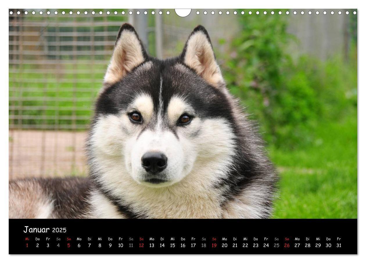 Bild: 9783435738939 | Huskys - Traumhunde (Wandkalender 2025 DIN A3 quer), CALVENDO...