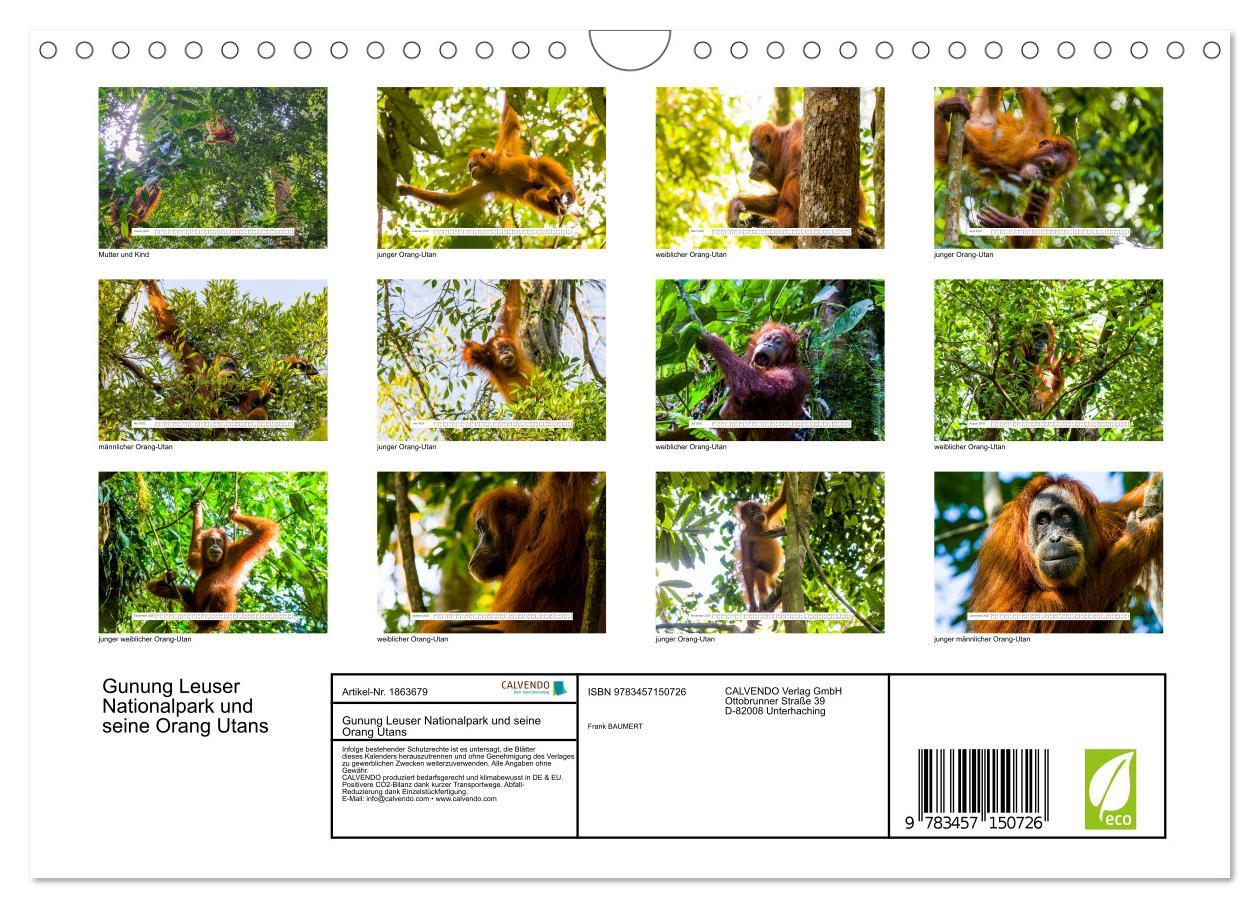 Bild: 9783457150726 | Gunung Leuser Nationalpark und seine Orang Utans (Wandkalender 2025...