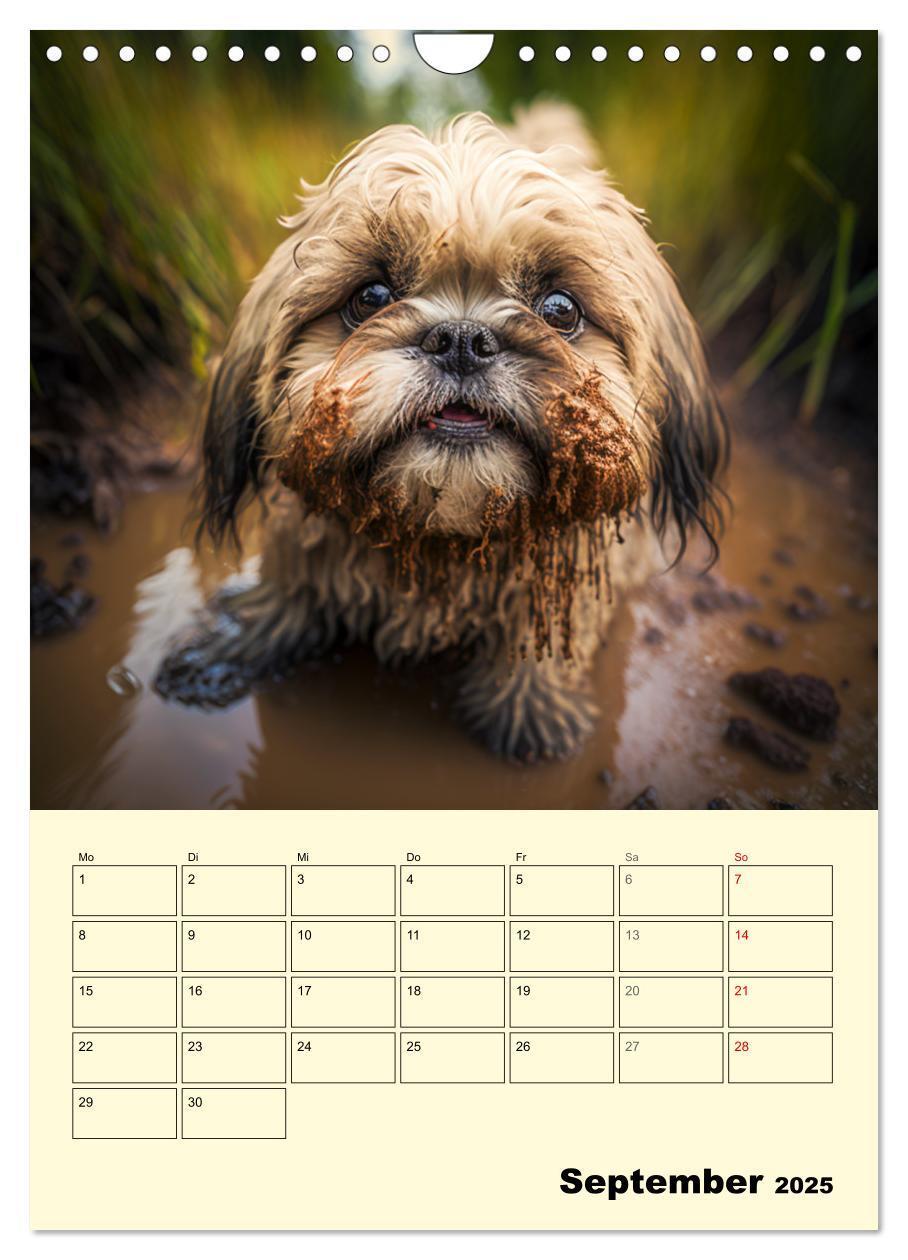 Bild: 9783435869749 | Shih Tzu Alarm. Glückliche Wuschelköpfe (Wandkalender 2025 DIN A4...