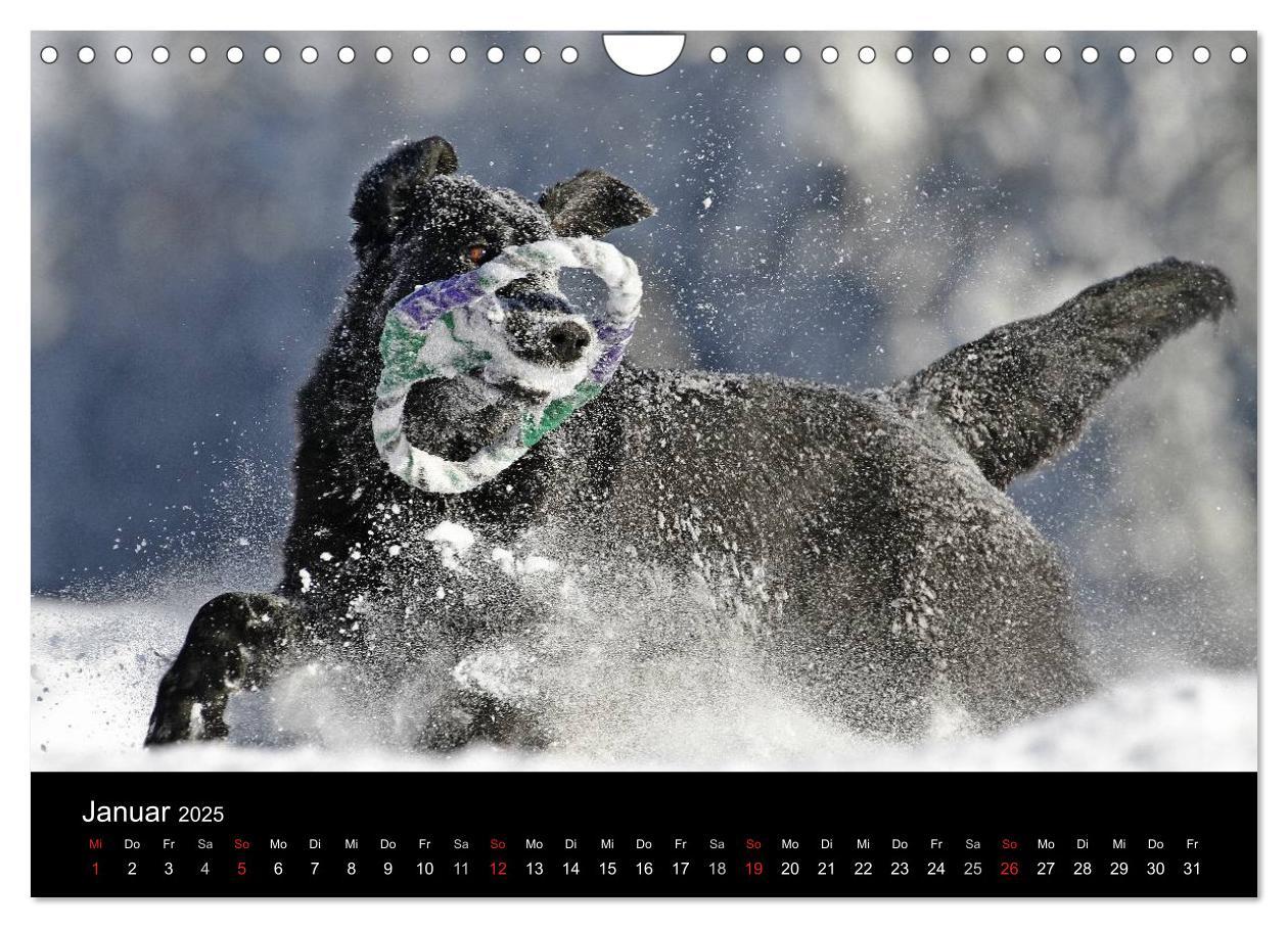 Bild: 9783435744367 | Flatcoated Retriever (Wandkalender 2025 DIN A4 quer), CALVENDO...