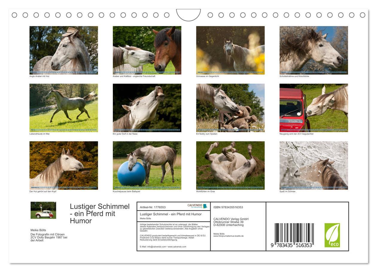 Bild: 9783435516353 | Lustiger Schimmel - ein Pferd mit Humor (Wandkalender 2025 DIN A4...