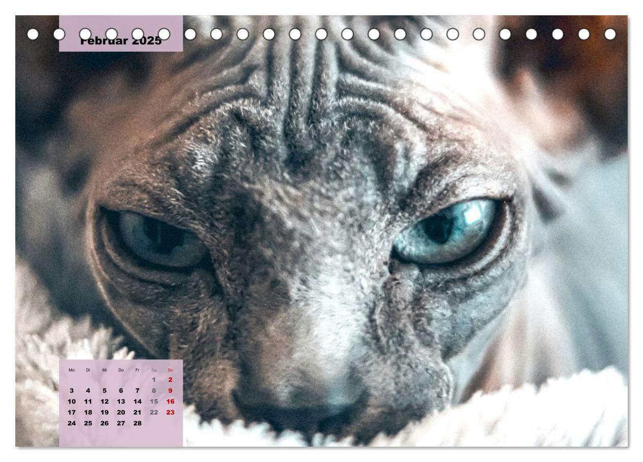 Bild: 9783435049387 | Sphinx. Grazile und anmutige Nacktkatzen (Tischkalender 2025 DIN A5...