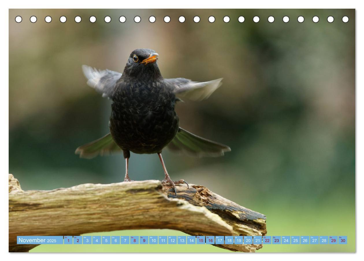 Bild: 9783435022748 | Amsel - Schwarzdrossel fotografiert von Ostfriesenfotografie...