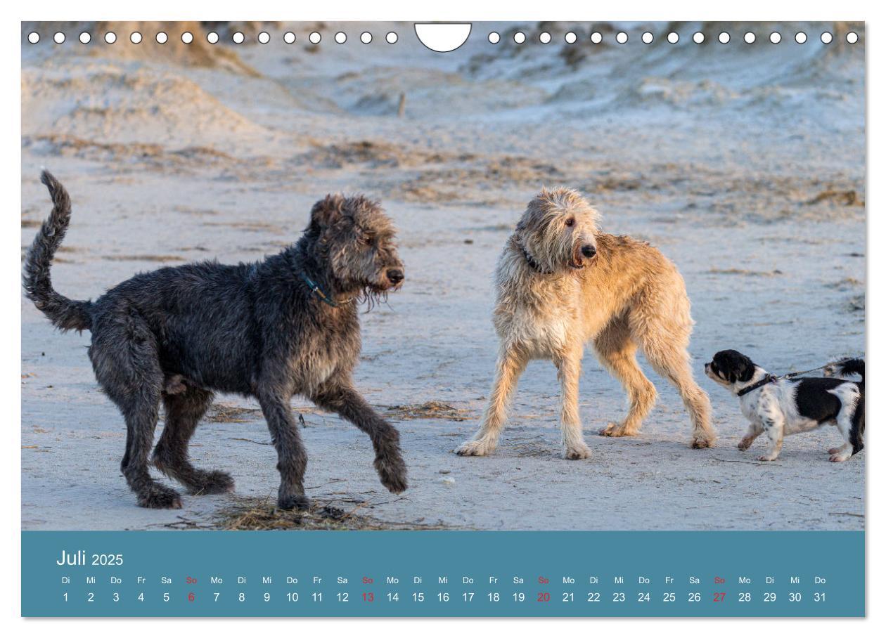 Bild: 9783435425501 | Irische Wolfshunde (Wandkalender 2025 DIN A4 quer), CALVENDO...