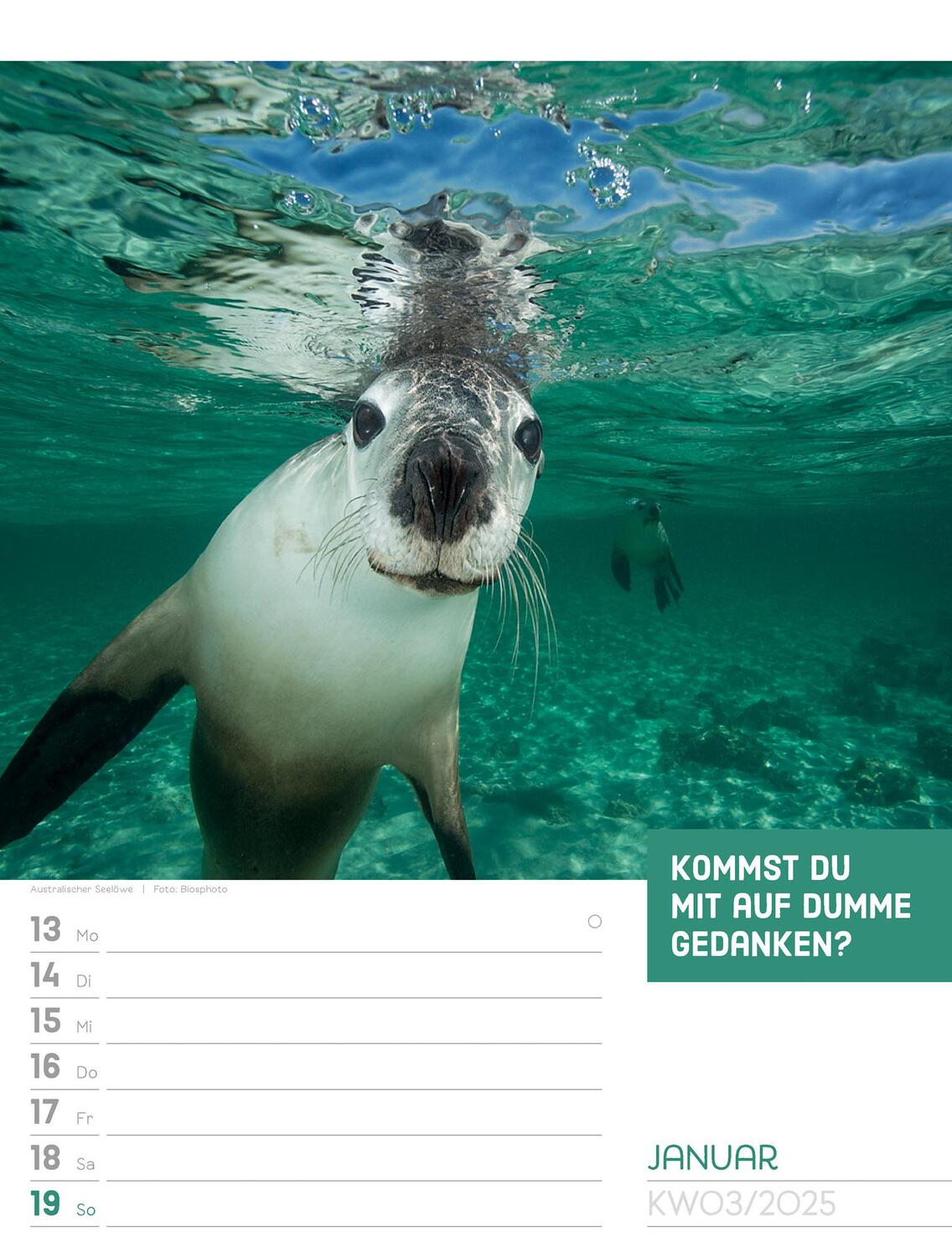 Bild: 9783838425962 | Tierisch! Sprüchekalender - Wochenplaner Kalender 2025 | Kunstverlag