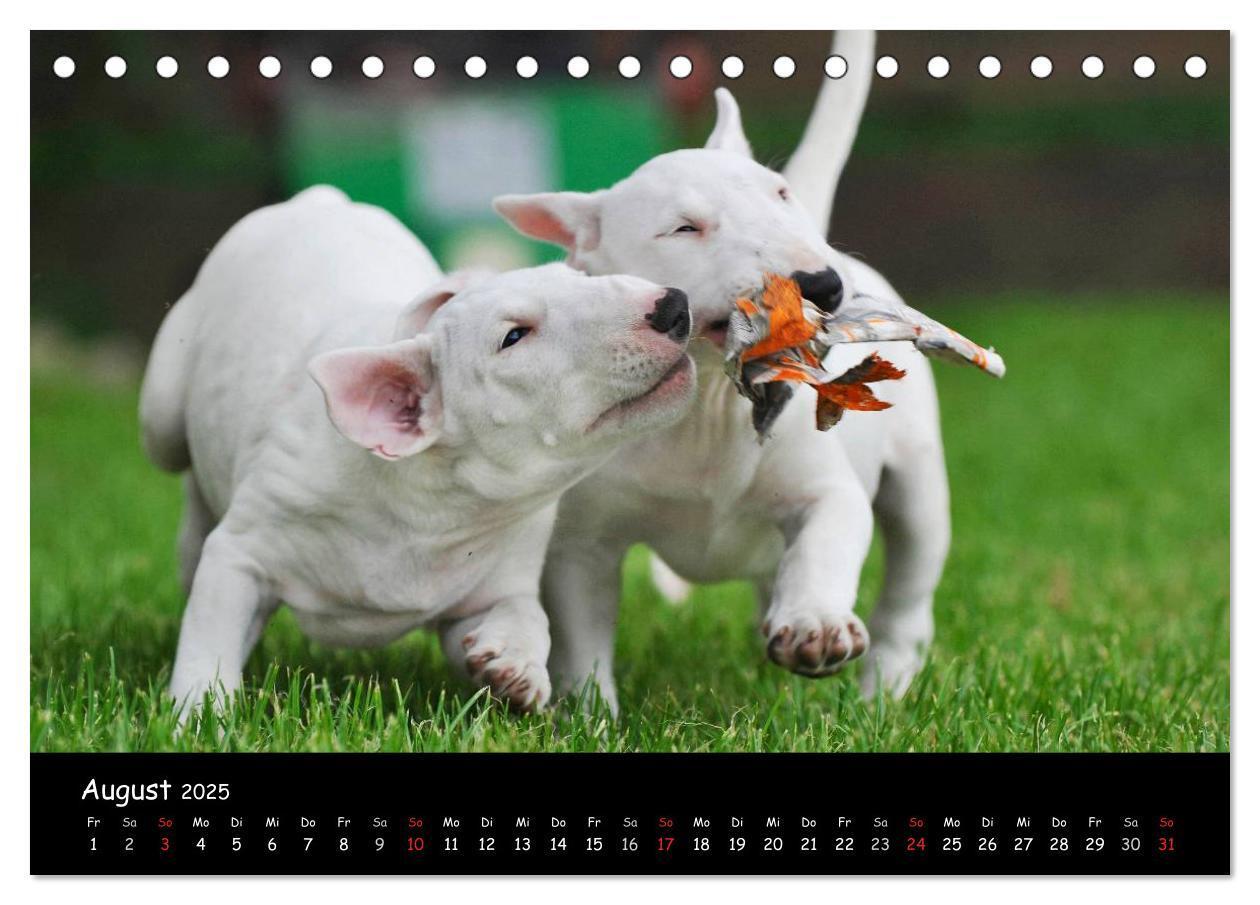 Bild: 9783435767694 | Bullterrier (Tischkalender 2025 DIN A5 quer), CALVENDO Monatskalender