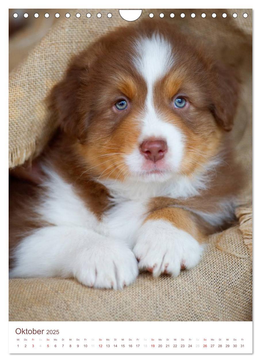 Bild: 9783457065143 | Australian Shepherds (Wandkalender 2025 DIN A4 hoch), CALVENDO...