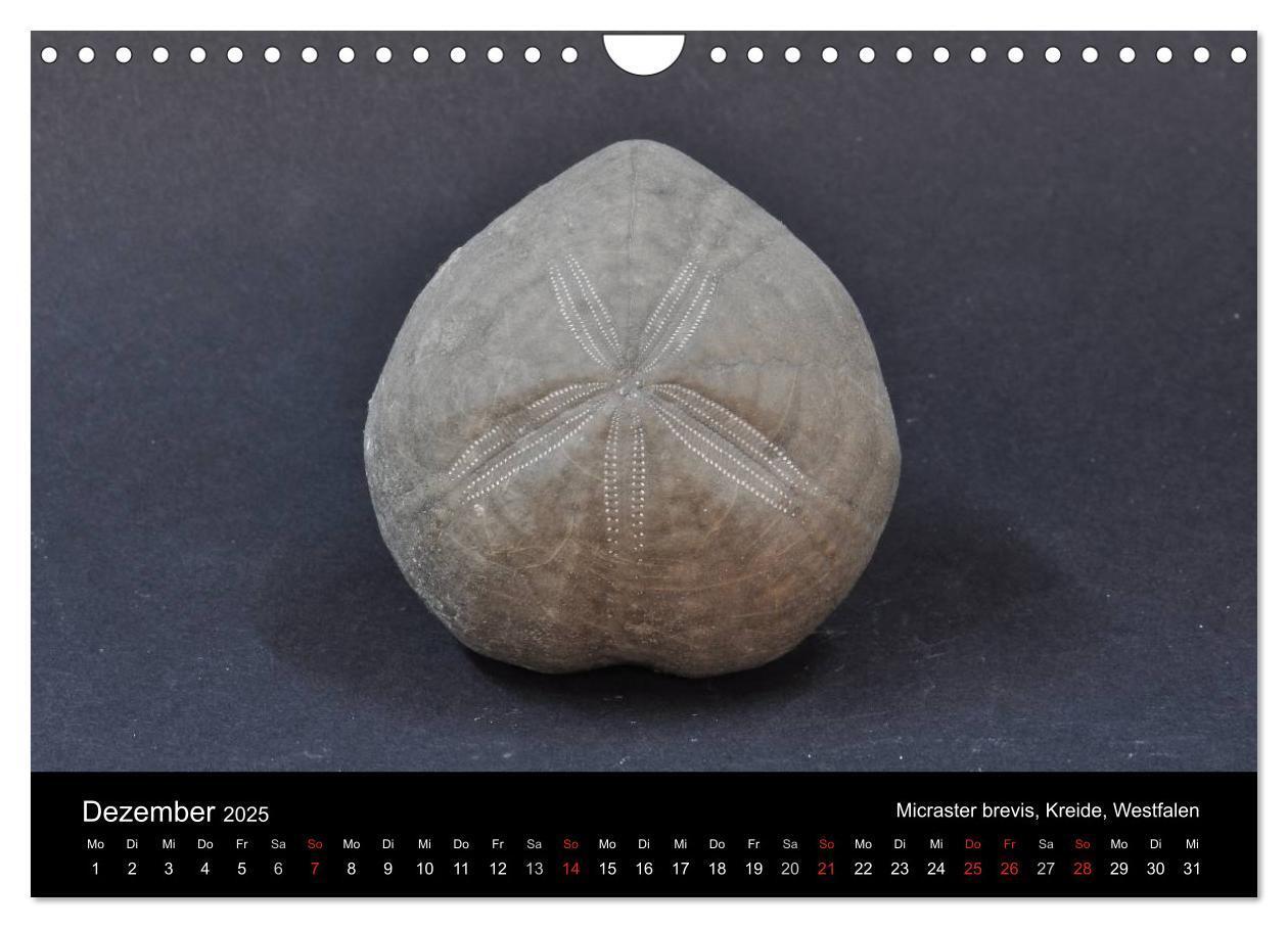 Bild: 9783435772056 | Fossilien - Zeugen der Urzeit (Wandkalender 2025 DIN A4 quer),...