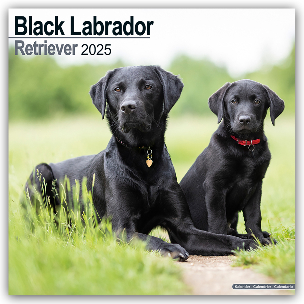 Cover: 9781804603598 | Black Labrador Retriever - Schwarzer Labrador 2025 - 16-Monatskalender