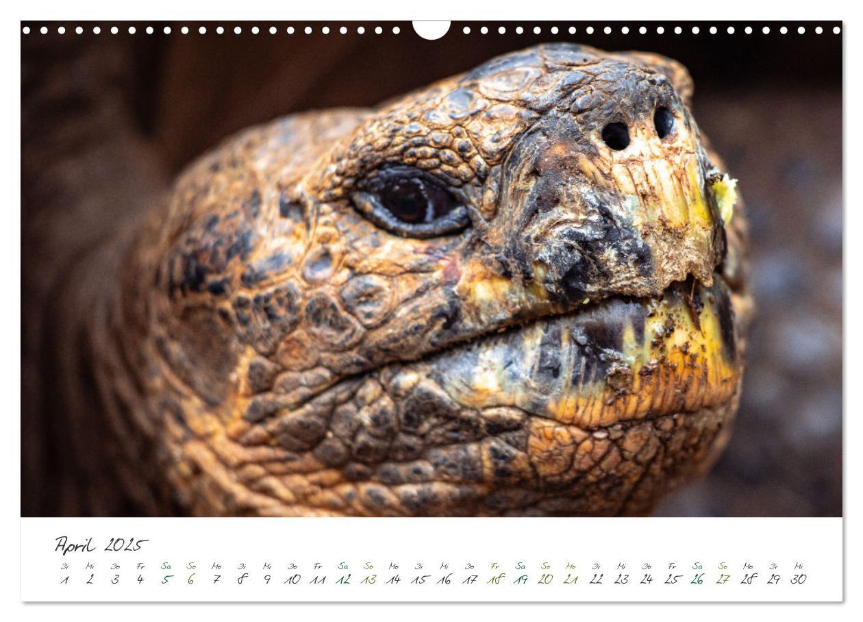 Bild: 9783383882302 | Wildes Galapagos - Die Tiere der Galapagos Inseln (Wandkalender...