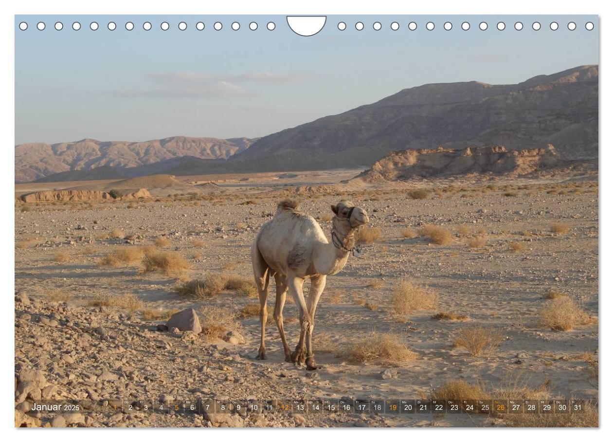 Bild: 9783435525904 | Impressionen Kameltrekking Sinai 2025 (Wandkalender 2025 DIN A4...