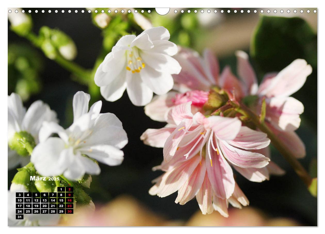 Bild: 9783435132775 | Lewisia, das Porzellanröschen (Wandkalender 2025 DIN A3 quer),...