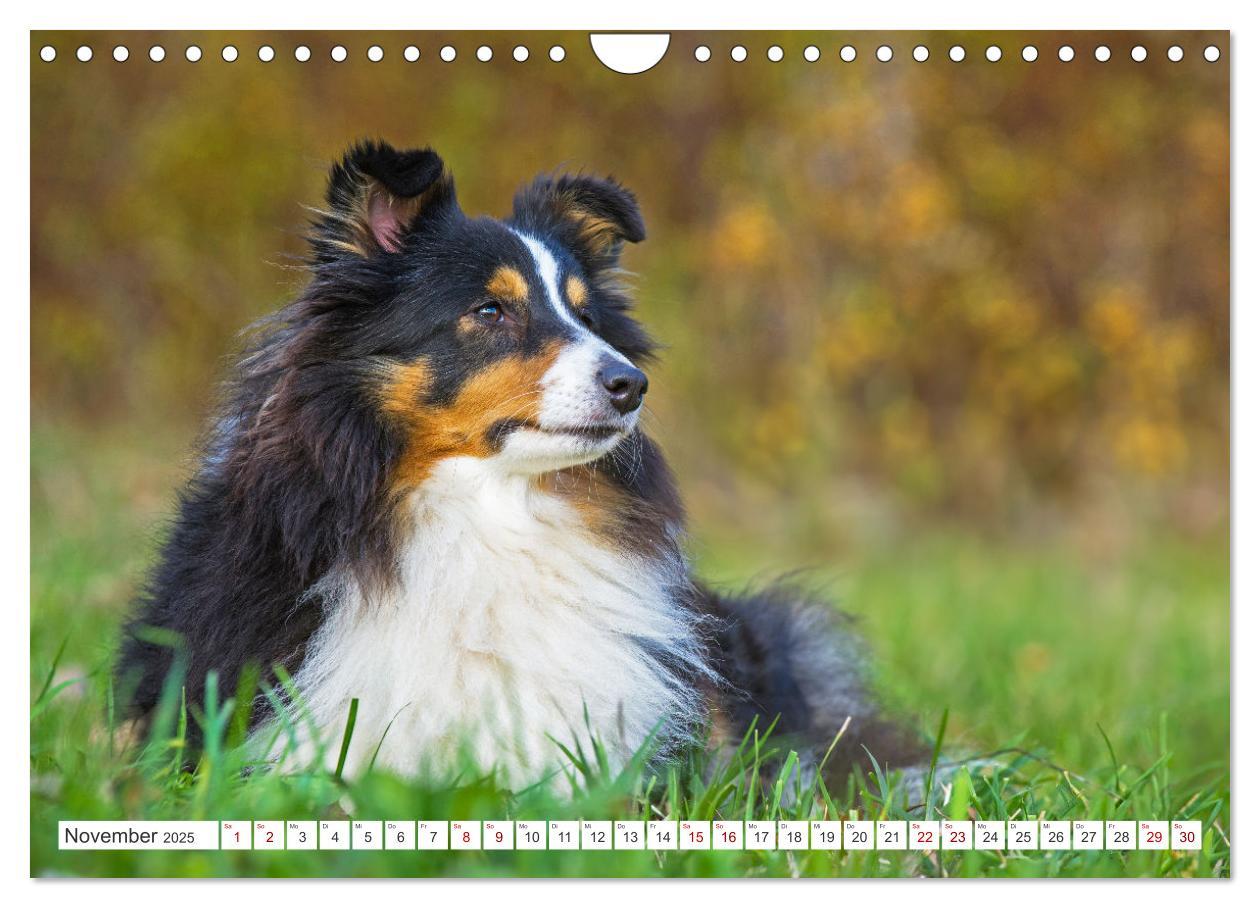 Bild: 9783457169902 | Sheltie - Ein Stück vom Glück (Wandkalender 2025 DIN A4 quer),...