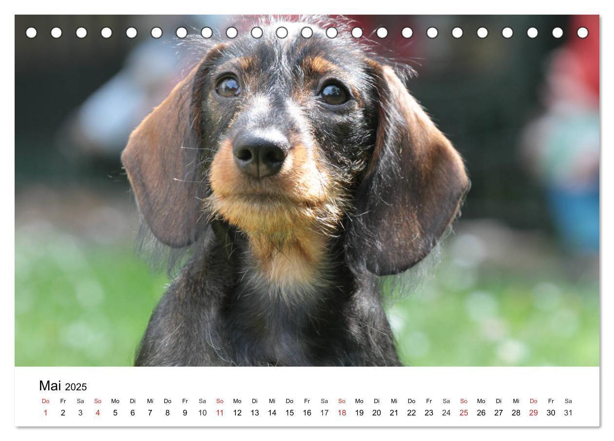 Bild: 9783435170203 | Ein Dackelkind blickt zurück (Tischkalender 2025 DIN A5 quer),...