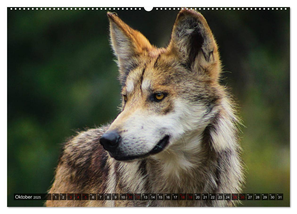 Bild: 9783435259519 | Begegnung mit dem Wolf (hochwertiger Premium Wandkalender 2025 DIN...