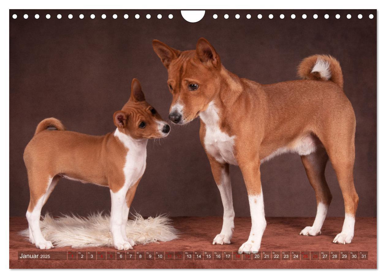 Bild: 9783383845758 | Basenji-Schönheiten (Wandkalender 2025 DIN A4 quer), CALVENDO...