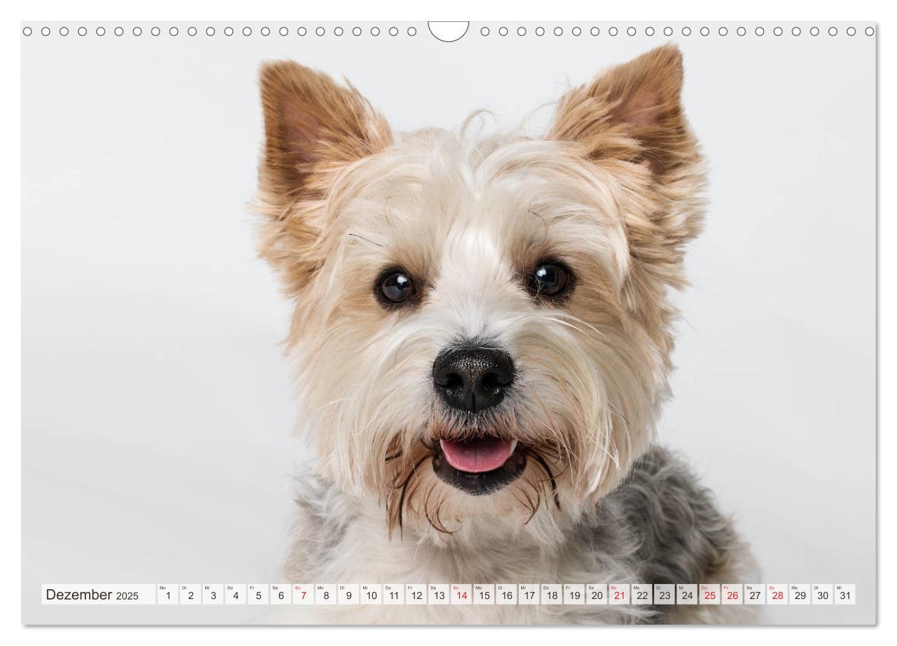 Bild: 9783435254682 | Kleine Hunde - Große Blicke (Wandkalender 2025 DIN A3 quer),...