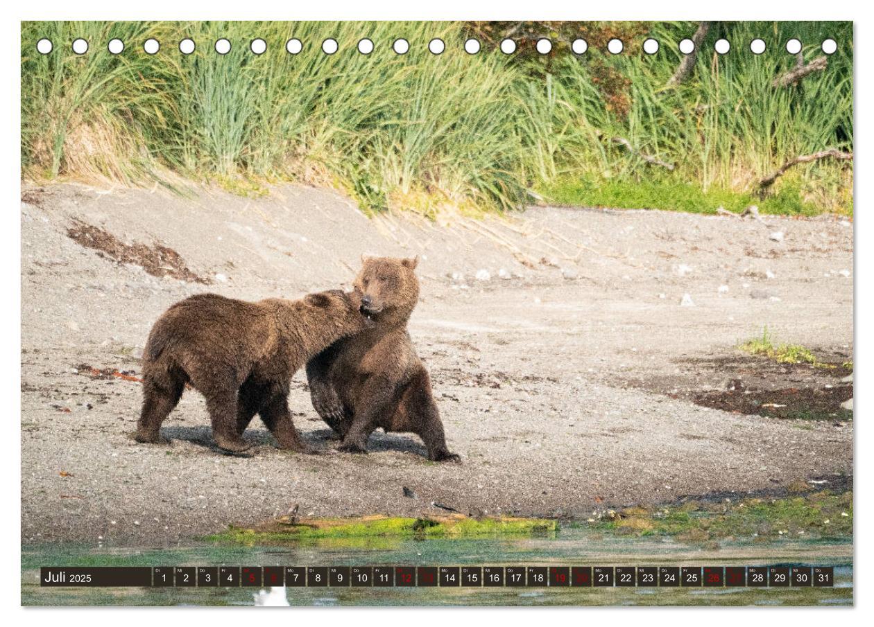 Bild: 9783435186570 | Grizzlybären im Katmai Nationalpark Alaska (Tischkalender 2025 DIN...