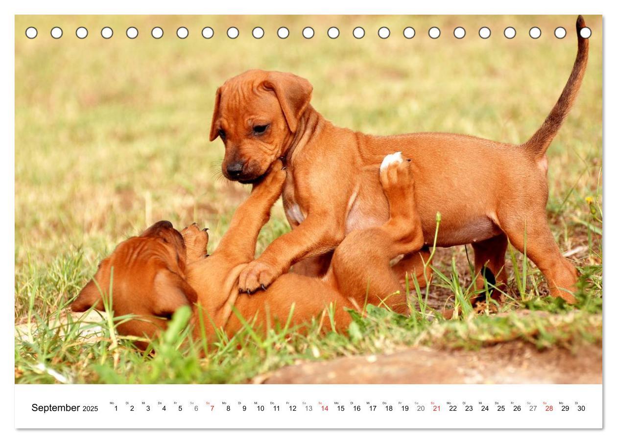 Bild: 9783435621583 | Rhodesian Ridgeback Welpen (Tischkalender 2025 DIN A5 quer),...