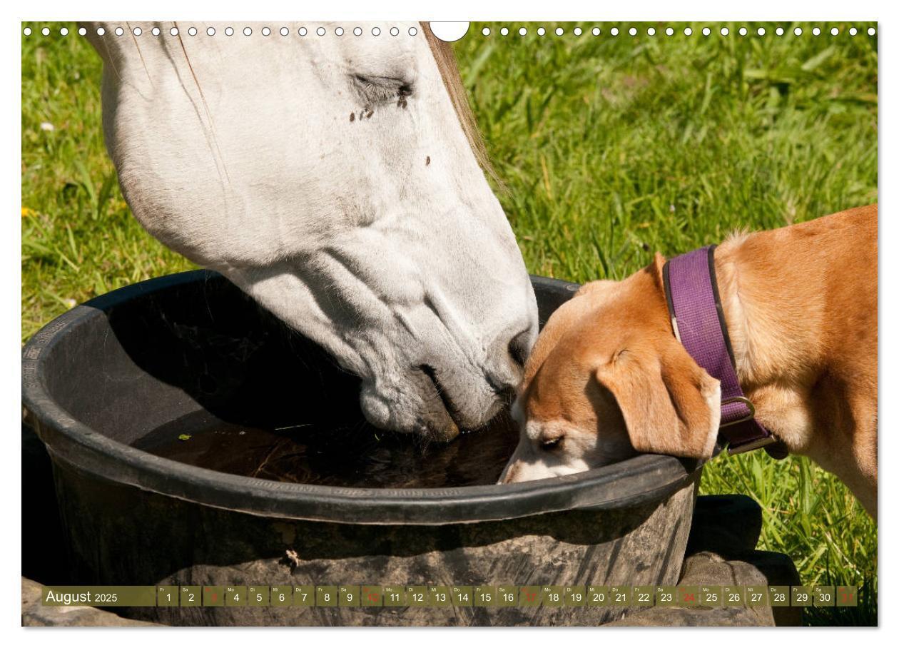 Bild: 9783435274499 | Pferd und Hund - Vierbeinige Freunde (Wandkalender 2025 DIN A3...