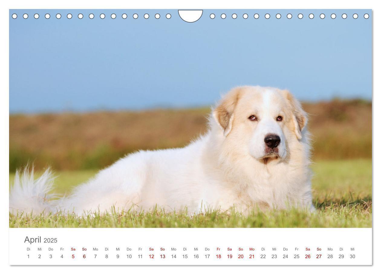 Bild: 9783435055098 | Pyrenäenberghunde (Wandkalender 2025 DIN A4 quer), CALVENDO...