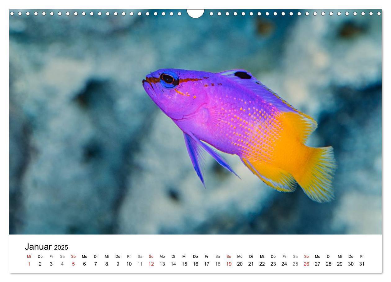 Bild: 9783435793945 | Fischzauber - Wundervolle Aquarienfische (Wandkalender 2025 DIN A3...