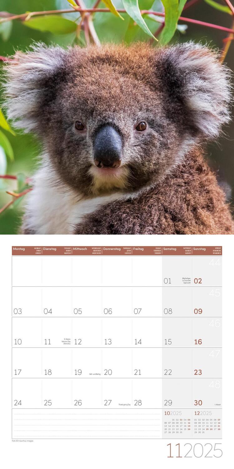 Bild: 9783838445229 | Koalas Kalender 2025 - 30x30 | Ackermann Kunstverlag | Kalender | 2025