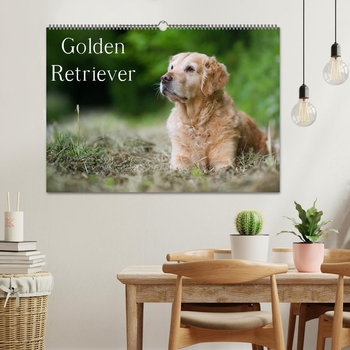 Bild: 9783435743551 | Golden Retriever (Wandkalender 2025 DIN A2 quer), CALVENDO...