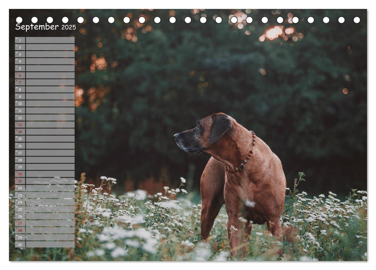 Bild: 9783435357253 | Rhodesian Ridgeback - Herzen auf vier Pfoten (Tischkalender 2025...