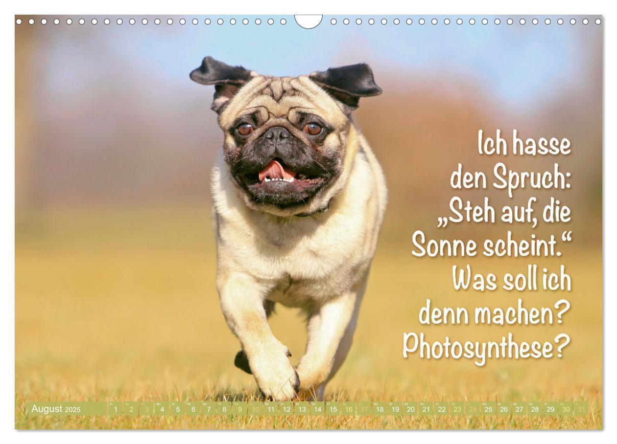 Bild: 9783457167168 | Lächeln mit Mops (Wandkalender 2025 DIN A3 quer), CALVENDO...