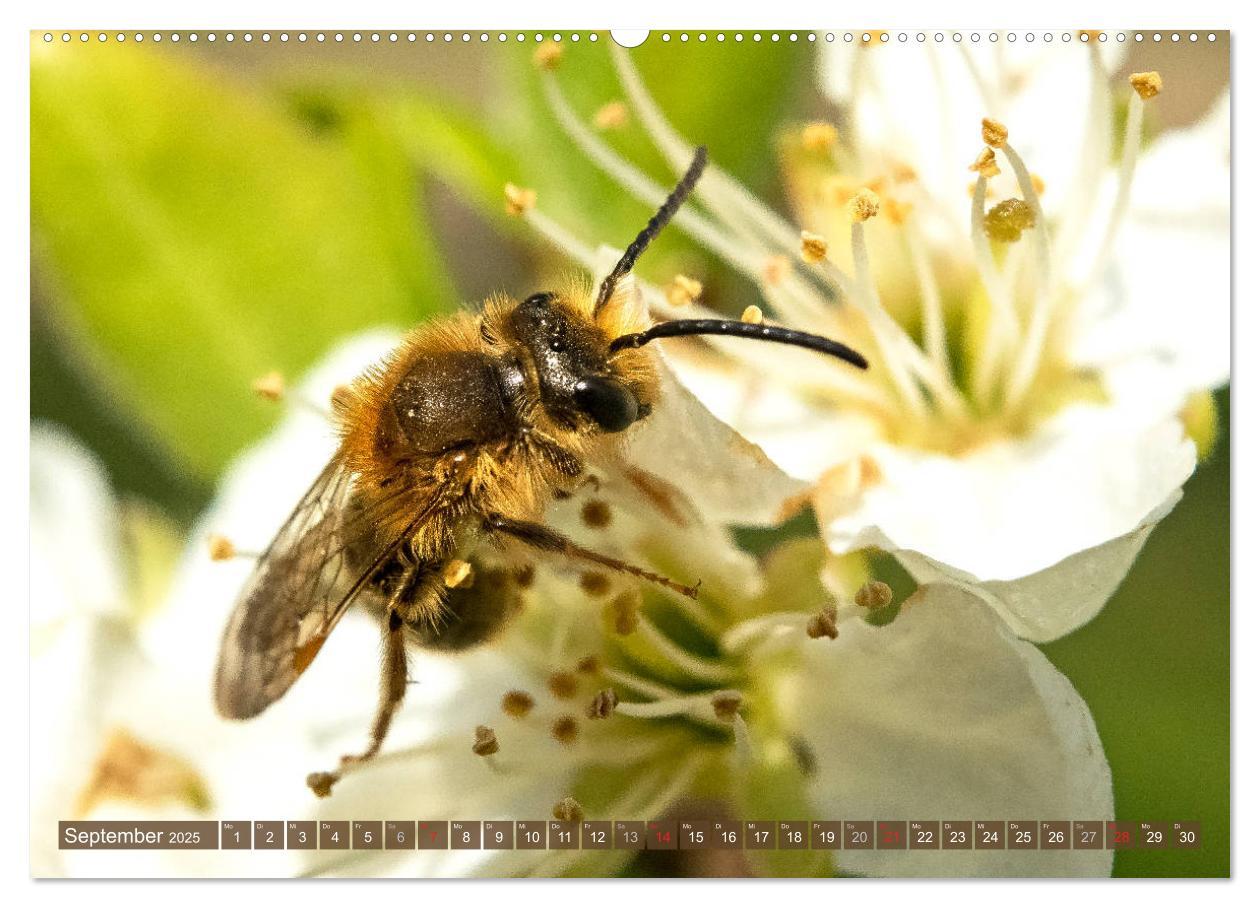 Bild: 9783435241569 | BIENEN - Kleine Nützlinge ganz groß (Wandkalender 2025 DIN A2...