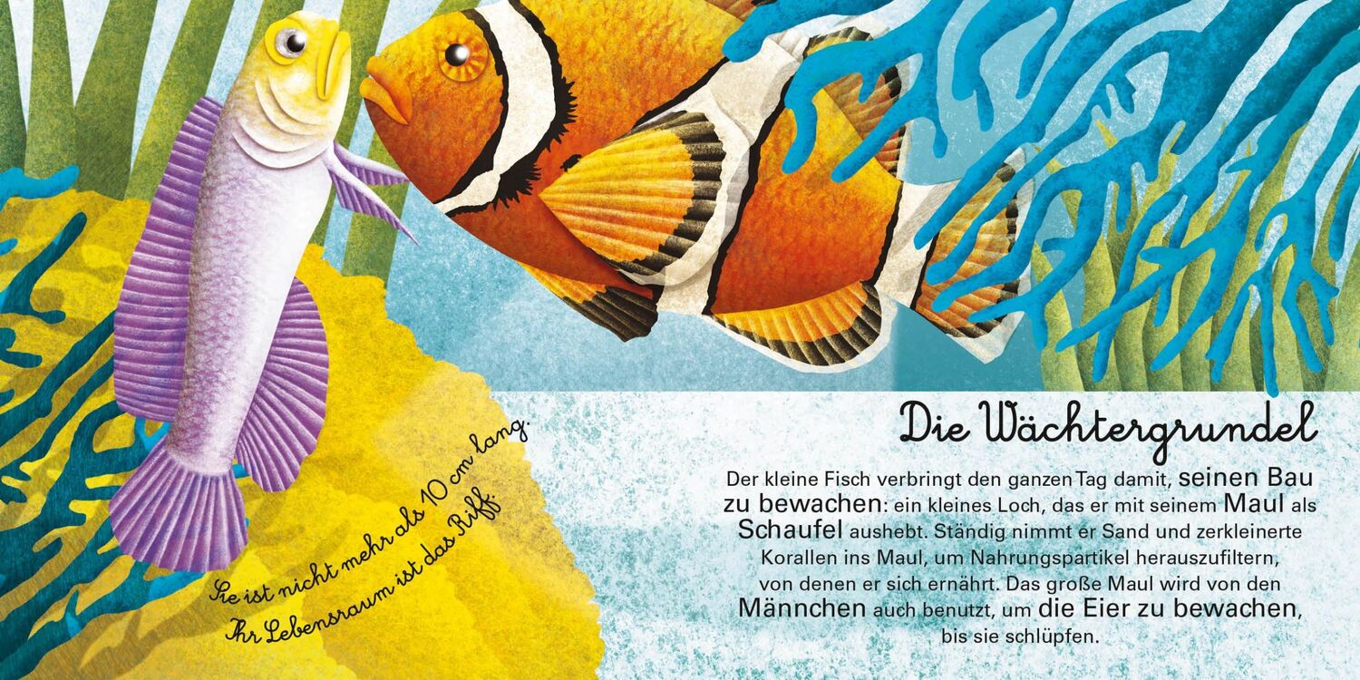 Bild: 9788863125818 | Das große Buch der Seetiere. Das kleine Buch der Seetiere | Banfi