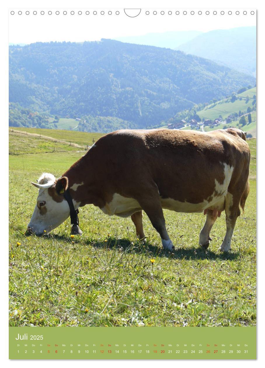 Bild: 9783457027424 | Schwarzwald und Kühe im Hochformat (Wandkalender 2025 DIN A3 hoch),...