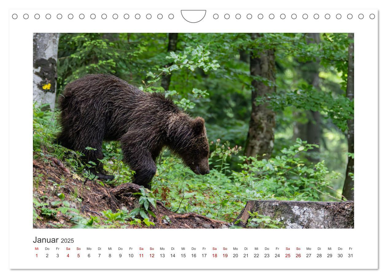 Bild: 9783383848100 | Slowenien - Wilde Bären und zauberhafte Natur (Wandkalender 2025...