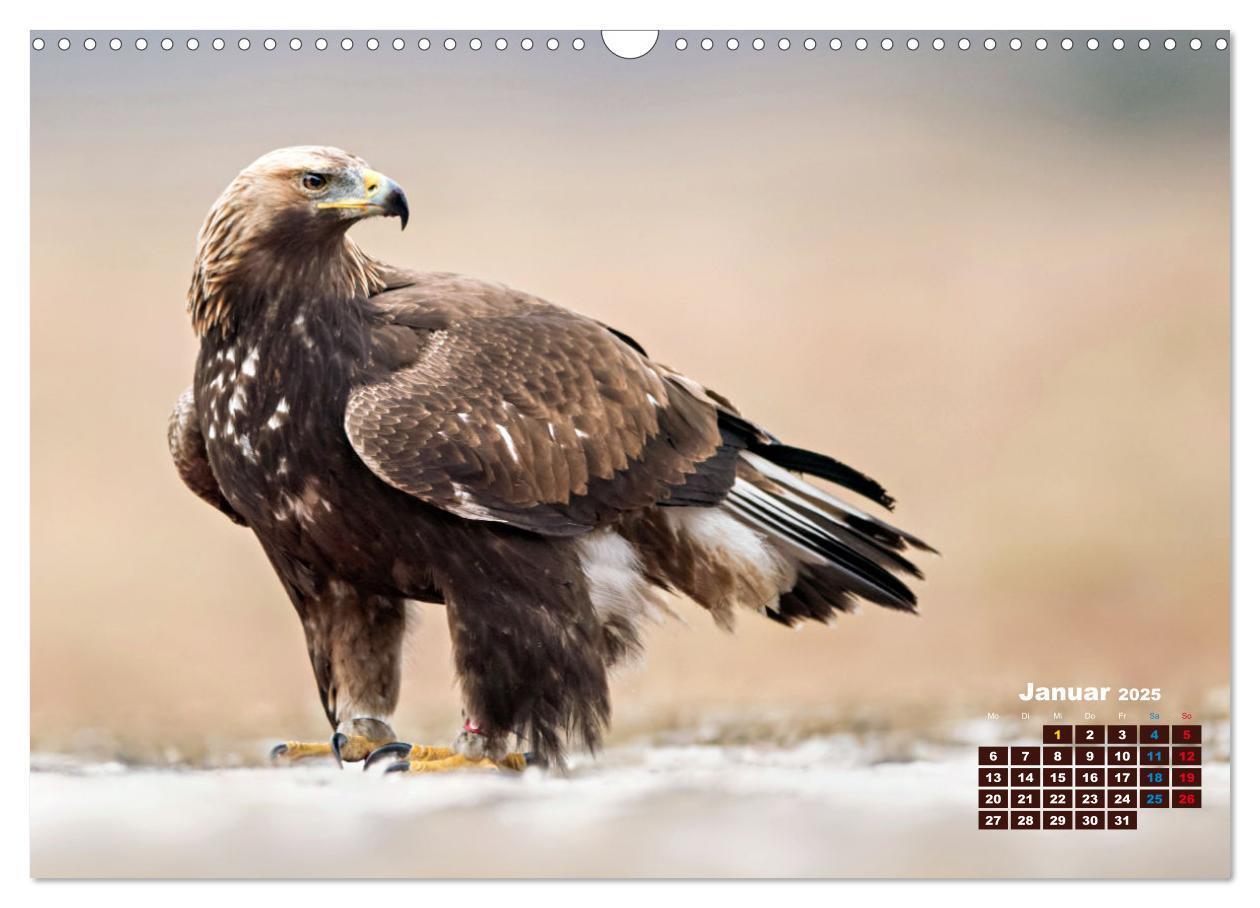 Bild: 9783383864513 | Big Five der Alpen Gämse, Steinbock, Murmeltier, Steinadler,...