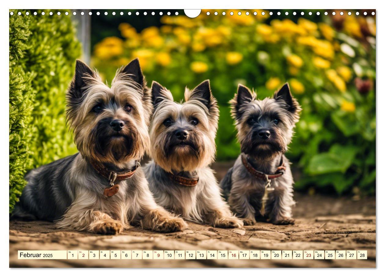 Bild: 9783435419906 | Cairn Terrier - lustiges Raubein aus Schottland (Wandkalender 2025...