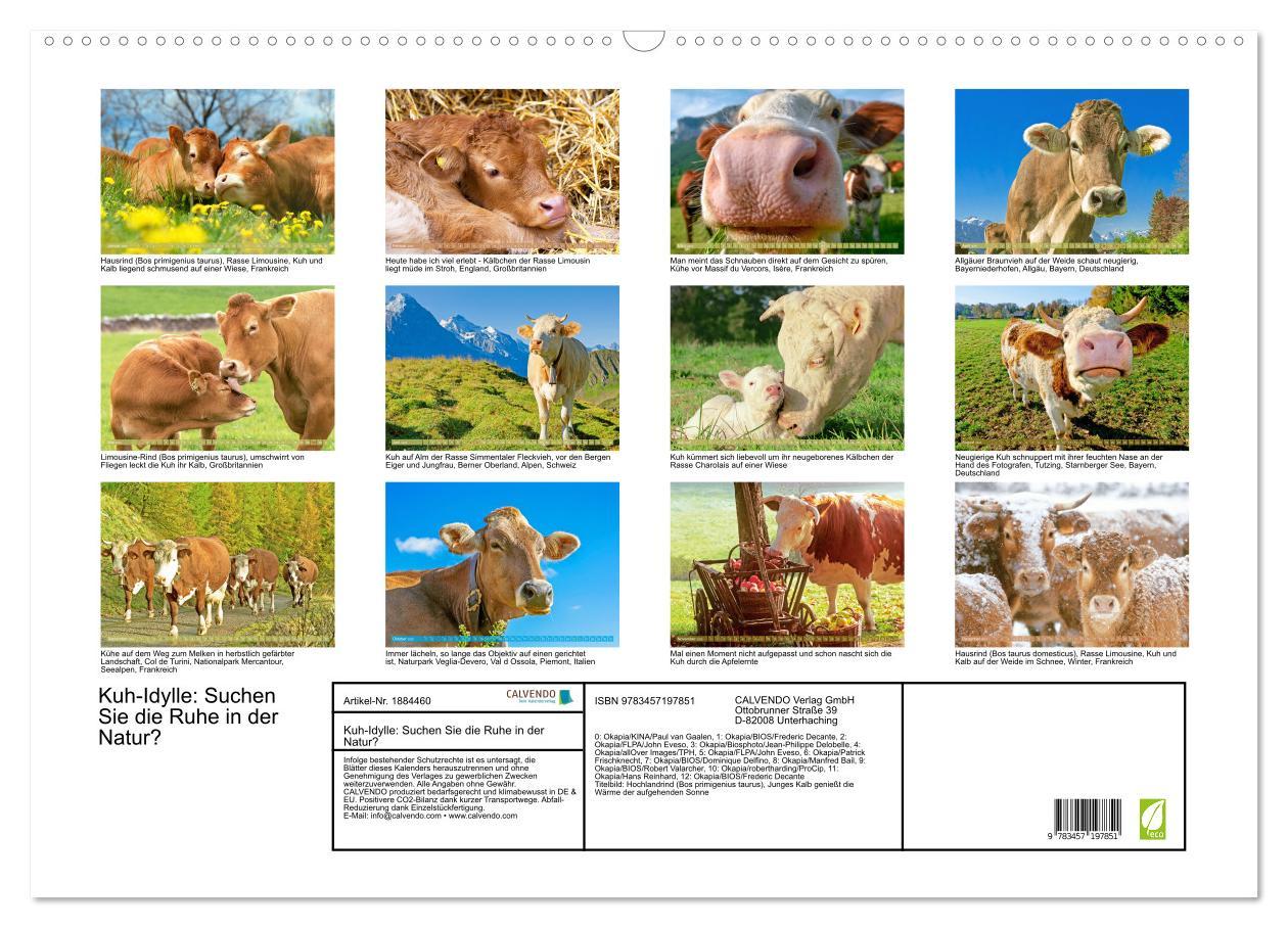 Bild: 9783457197851 | Kuh-Idylle: Suchen Sie die Ruhe in der Natur? (Wandkalender 2025...