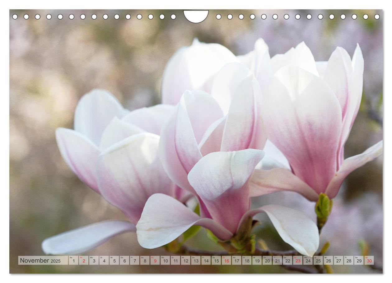 Bild: 9783435240357 | Magnolien Ein Blütenrausch (Wandkalender 2025 DIN A4 quer),...