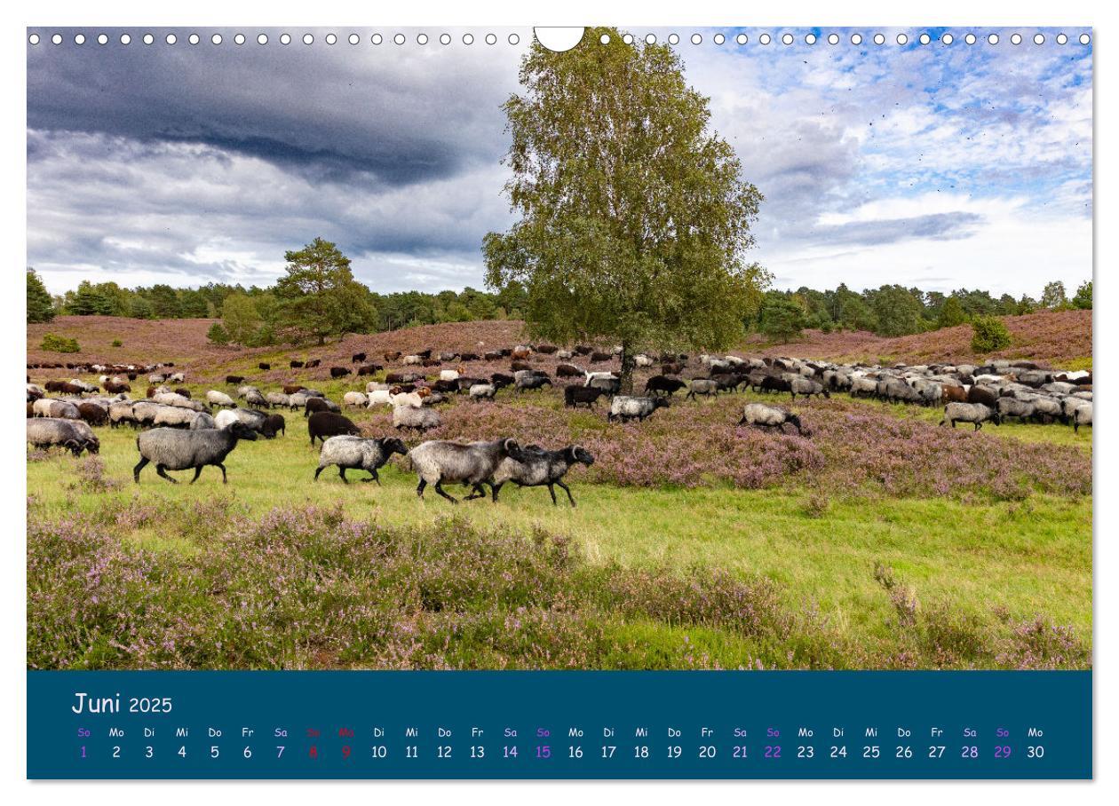 Bild: 9783435014002 | Heidschnucken, die prächtigen Schafe der Lüneburger Heide...