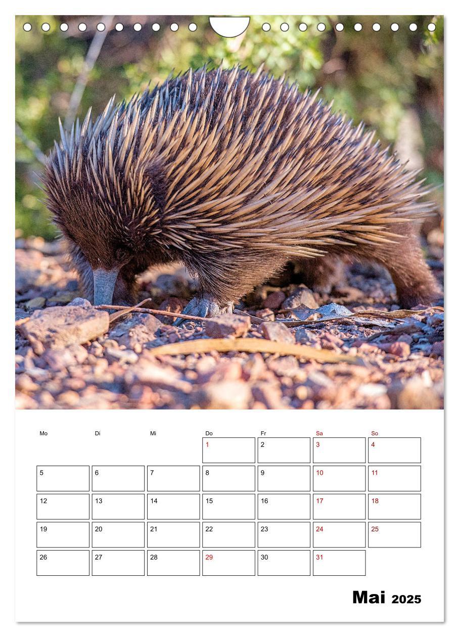 Bild: 9783435932603 | Australiens faszinierende Tierwelt (Wandkalender 2025 DIN A4 hoch),...