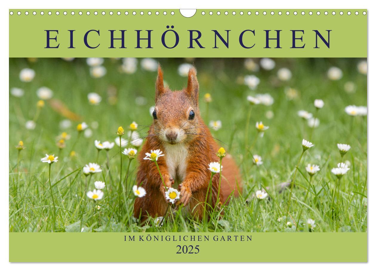 Cover: 9783435669912 | Eichhörnchen im Königlichen Garten (Wandkalender 2025 DIN A3 quer),...