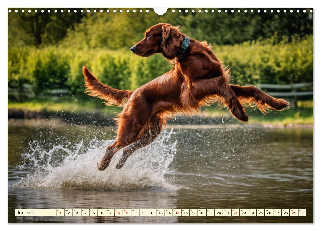 Bild: 9783435011728 | Irish Setter - Anmut pur (Wandkalender 2025 DIN A3 quer), CALVENDO...